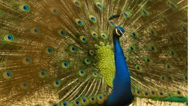 WHY DO FEMALES PREFER ORNATE MALE SIGNALS?