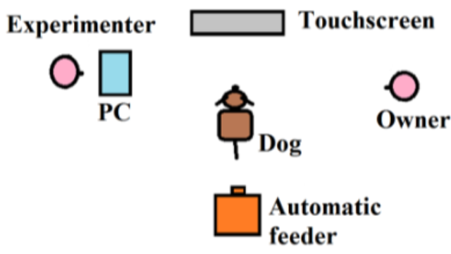 What factors influence dogs' decision making in uncertain situations