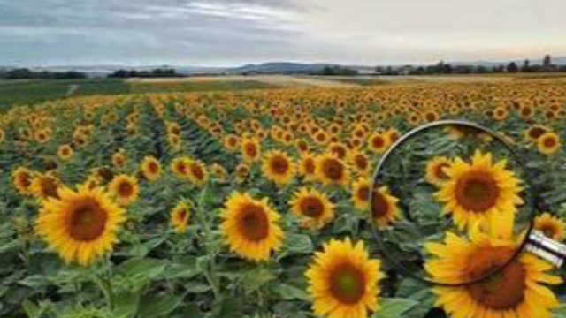 Sunflower inflorescences absorb maximum light energy if they face east