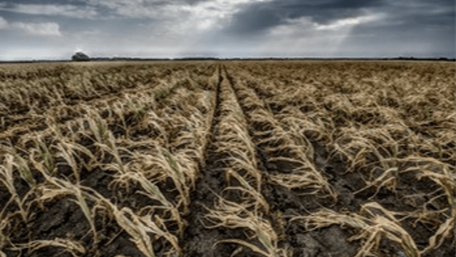 ALLEVIATE THE DROUGHT IN THE EAST HUNGARIAN PLAINS