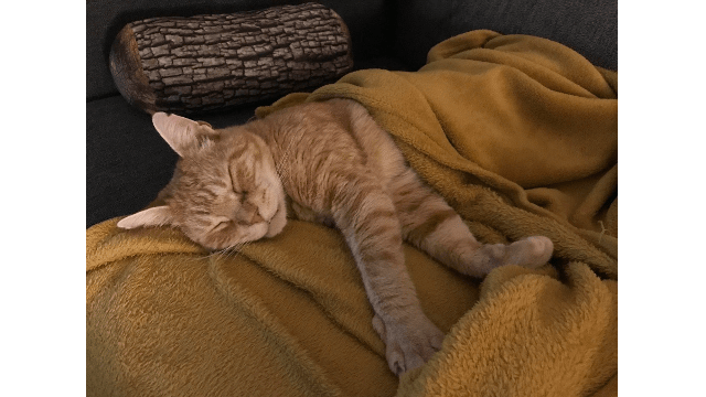 Domestic cats area serious threat to wildcats