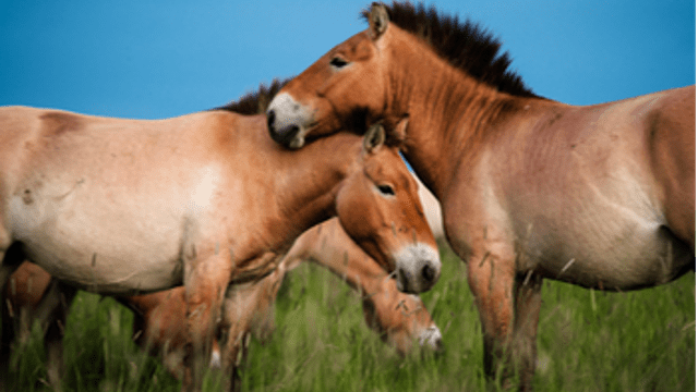 HUNGARIAN RESEARCHERS REVEAL THE COMPLEX SOCIETY OF WILD HORSES BY DRONES