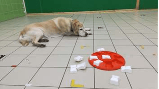 DOGS ARE NOT ALWAYS FRUSTRATED WHEN THEY GET KIBBLE INSTEAD OF LIVER FOR THEIR WORK