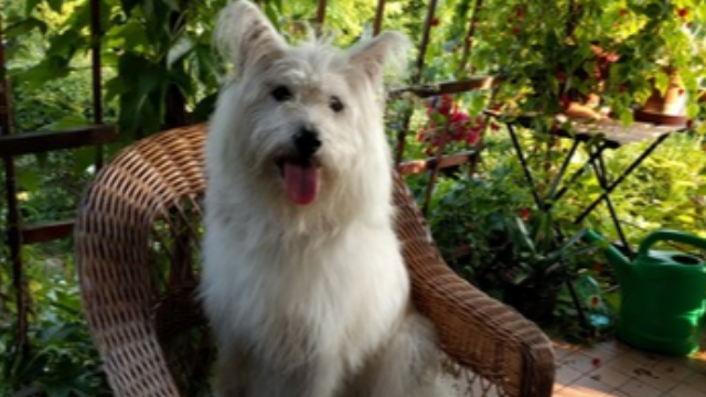 Gut microbiome is associated with age and memory performance