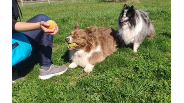 SOCIAL DYNAMICS OF FAMILY DOGS – A PEEK BEHIND HIERARCHIES