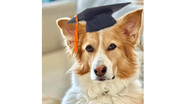 WHAT DO GIFTED DOGS HAVE IN COMMON?