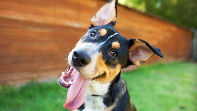 How much do our pets understand?