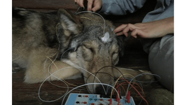 Do wolves sleep like dogs?