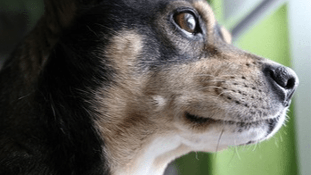 THE WAY DOGS SEE THE WORLD: OBJECTS ARE MORE SALIENT TO SMARTER DOGS