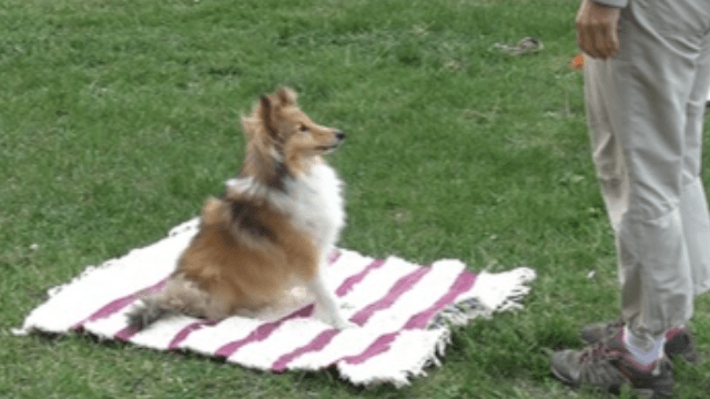 I, the obstacle - dogs show body-awareness