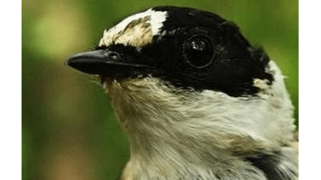 Assortative mating and filtering sexual signals