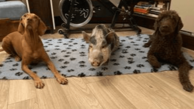 Dogs are man’s, while pigs are only their owner’s best friend?