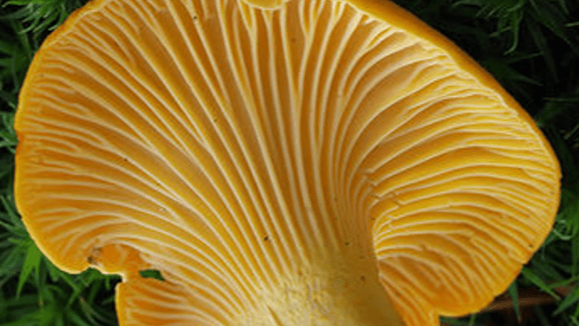 Divergent Paths to Multicellularity Reconstructed From Genomic Data