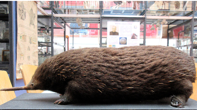 Mosaics from the heritage of ELTE – October 2025