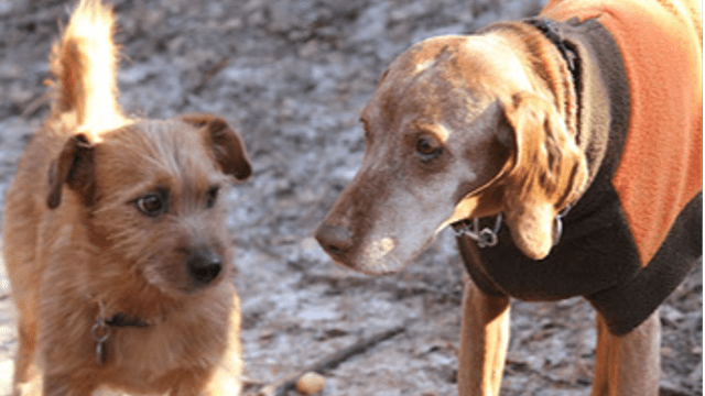 SIZE MATTERS: HOW BODY SIZE SHAPES DOGS' AGING PATTERNS