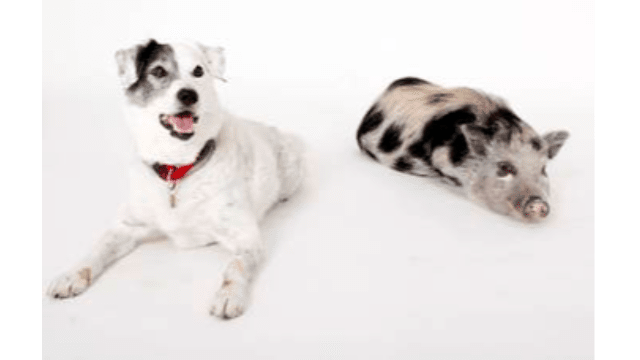 Wired for voices: Conserved brain responses in mammals