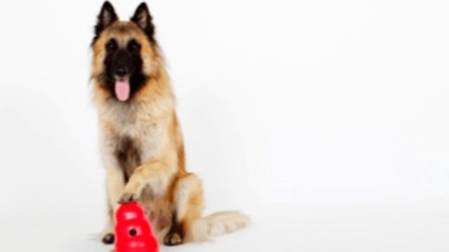 Dogs are sensitive to their owners’ choice despite their own preference