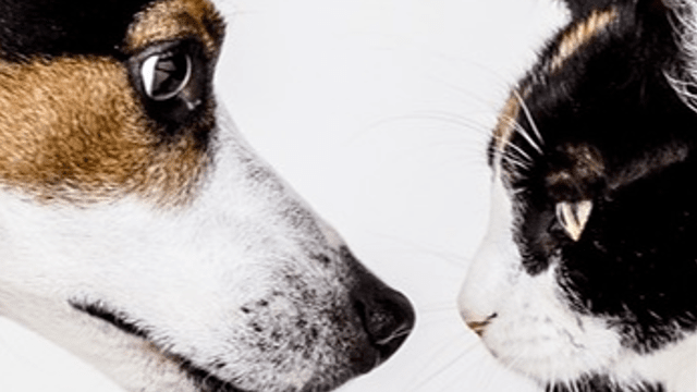 DO YOU GET THE POINT? – ARE DOGS OR CATS MORE SKILLED IN RELYING ON HUMAN POINTING GESTURES?