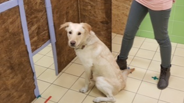 Size-awareness in dogs