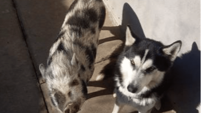 DOGS SHOW THINGS TO HUMANS BUT PIGS DO NOT