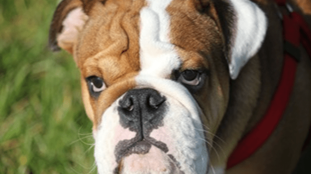 THE SHAPE OF DOGS' HEADS AFFECTS THEIR SLEEP