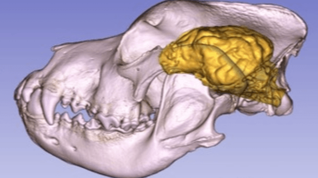 Comparing canine brains using 3D-endocast modelling