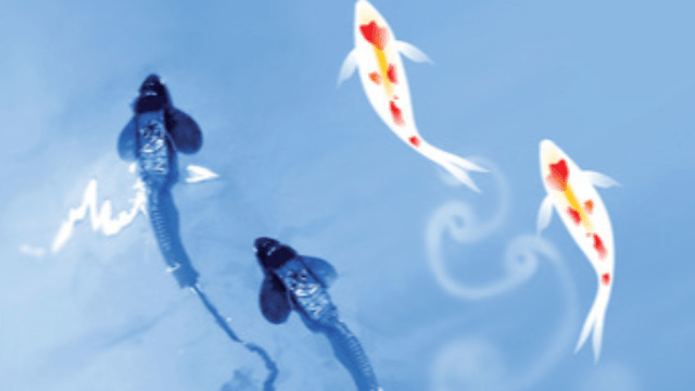 Why do fish swim in schools? Experiments by scientists from universities including ELTE answer this question