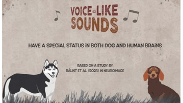 DID I HEAR VOICE-LIKE SOUNDS? LET’S TUNE IN! A COMPARATIVE DOG-HUMAN FMRI STUDY