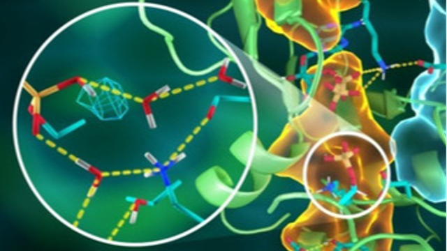 Researching Promiscuous Proteins