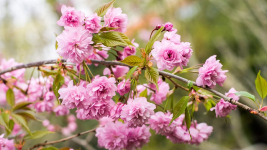 Sakura ünnep az ELTE Füvészkertben 2026