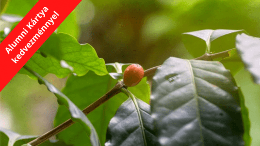 A nagy koffein séta: Ébrentartó növények - tematikus szakvezetés